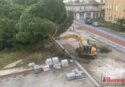 Abbattuti i pini di piazza Salvemini, Italia nostra: «Il Comune ha voluto mettere il Tar di fronte al fatto compiuto» -VIDEO