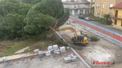 Pini di piazza Salvemini, l’avvocato del Wwf Vibo: «Comune mistifica la realtà, alberi abbattuti senza i test obbligatori di stabilità»