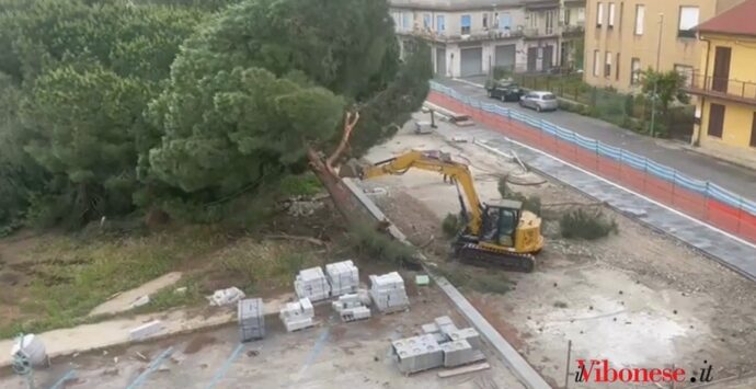 Abbattuti i pini di piazza Salvemini, Italia nostra: «Il Comune ha voluto mettere il Tar di fronte al fatto compiuto» -VIDEO