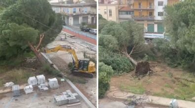 Abbattuti all’alba i pini di piazza Salvemini (Consorzio agrario): il VIDEO delle ruspe in azione