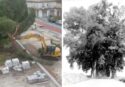 “Premio Attila” a chi taglia gli alberi: dal viale dei Pioppi (20 km) raso al suolo negli anni ’70 a piazza Salvemini oggi