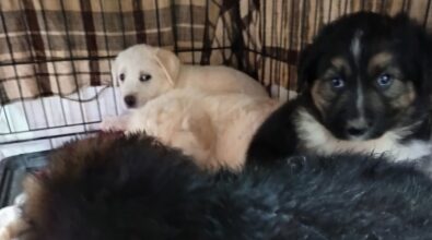 Emergenza cani randagi a Vibo, l’associazione Argo: «Situazione esplosiva. Catture ferme da un anno e riproduzioni incontrollate»