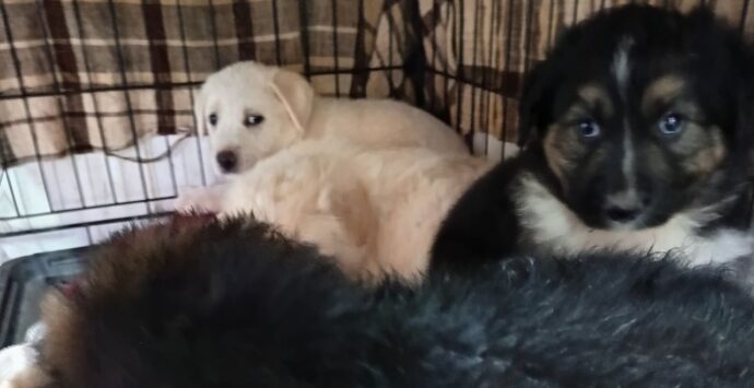 Emergenza cani randagi a Vibo, l’associazione Argo: «Situazione esplosiva. Catture ferme da un anno e riproduzioni incontrollate»