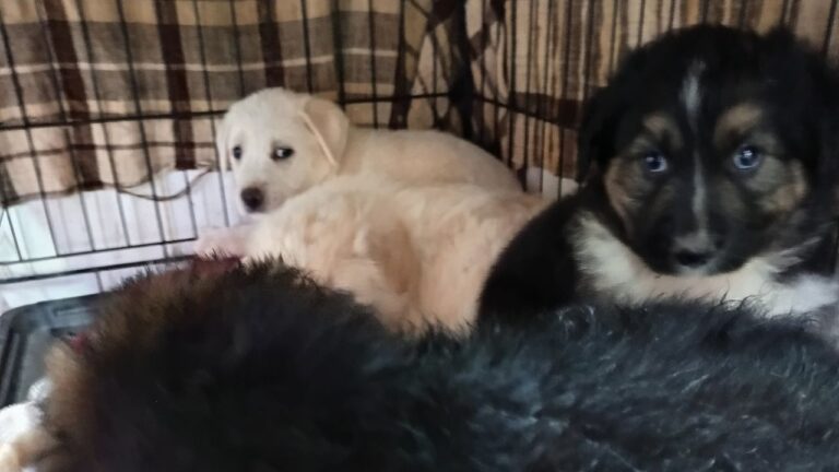 Emergenza cani randagi a Vibo, l’associazione Argo: «Situazione esplosiva. Catture ferme da un anno e riproduzioni incontrollate»