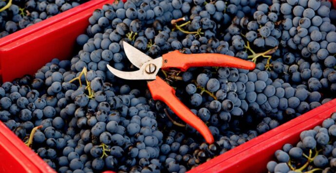 La Fivi sceglie Nicotera per celebrare “Il sabato del Vignaiolo”