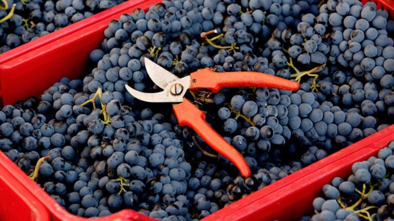 La Fivi sceglie Nicotera per celebrare “Il sabato del Vignaiolo”