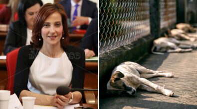 Randagismo, l’assessore Scrugli: «Ci accusano di dormire ma il Comune è andato oltre le sue competenze per cercare una soluzione»