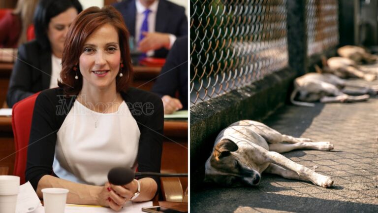 Randagismo, l’assessore Scrugli: «Ci accusano di dormire ma il Comune è andato oltre le sue competenze per cercare una soluzione»