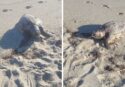 La carcassa di una tartaruga marina sulla spiaggia di Bivona: uccisa da una lenza da pesca che ha ingoiato