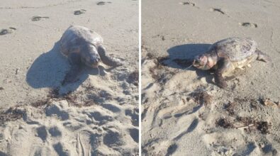 La carcassa di una tartaruga marina sulla spiaggia di Bivona: uccisa da una lenza da pesca che ha ingoiato