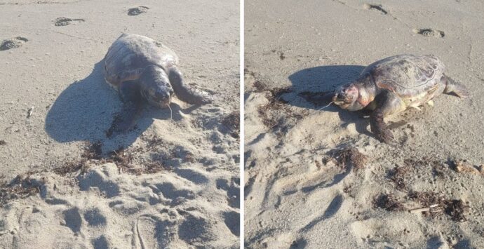 La carcassa di una tartaruga marina sulla spiaggia di Bivona: uccisa da una lenza da pesca che ha ingoiato
