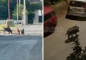 Allarme cinghiali a Tropea, dalla periferia al centro abitato l’invasione minaccia la sicurezza dei residenti: «Abbiamo paura a uscire di casa» – VIDEO