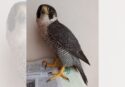 Falco pellegrino ferito da una fucilata nelle campagne vibonesi, Paolillo (Wwf): «Vile atto di bracconaggio»