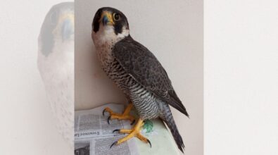Falco pellegrino ferito da una fucilata nelle campagne vibonesi, Paolillo (Wwf): «Vile atto di bracconaggio»