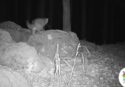 Parco delle Serre, al via il progetto di monitoraggio del gatto selvatico: in campo anche l’Unical -Video