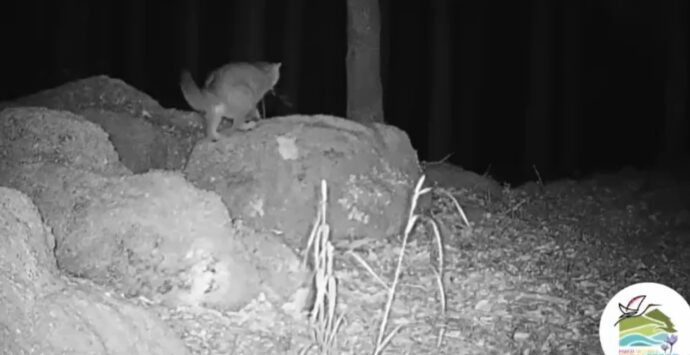 Parco delle Serre, al via il progetto di monitoraggio del gatto selvatico: in campo anche l’Unical -Video