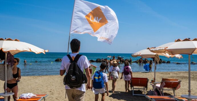 “Il mare è la loro casa” e noi siamo soltanto ospiti. Torna anche nel Vibonese la campagna Lav per il rispetto di animali e habitat naturale. Ecco dove e quando