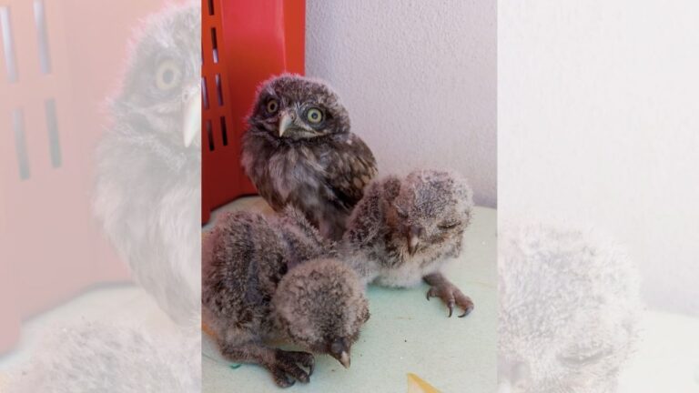 Salvati quattro pulcini di civetta ma il Wwf avverte: «Nel Vibonese serve un centro di recupero per gli animali selvatici»