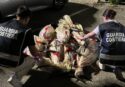 Nuovo sequestro di tonno rosso, tre quintali trovati su un furgone (senza assicurazione) al porto di Vibo Marina