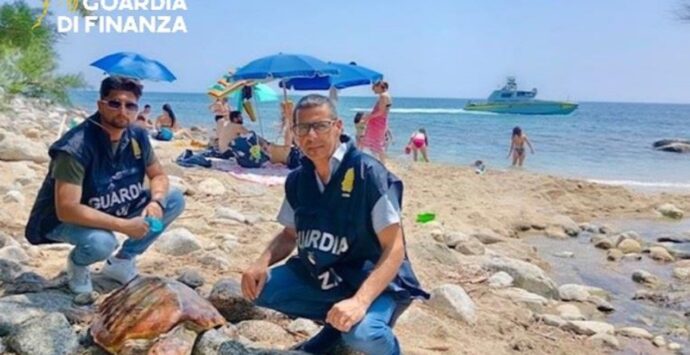 Joppolo, tartaruga marina con una pinna ferita soccorsa e salvata sulla spiaggia di Coccorino