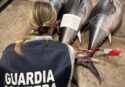 Pizzo, sequestrati tre tonni rossi in vendita all’interno di una pescheria. Multato il titolare dell’attività