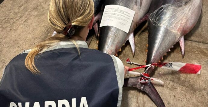 Pizzo, sequestrati tre tonni rossi in vendita all’interno di una pescheria. Multato il titolare dell’attività