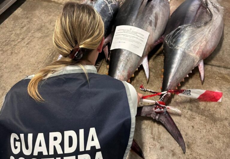 Pizzo, sequestrati tre tonni rossi in vendita all’interno di una pescheria. Multato il titolare dell’attività