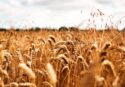 Maierato, il grano tenero Rosìa bandiera delle eccellenze agroalimentari. Gallo: «Calabria poco consapevole delle sue potenzialità»