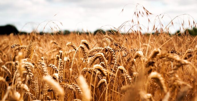 Maierato, il grano tenero Rosìa bandiera delle eccellenze agroalimentari. Gallo: «Calabria poco consapevole delle sue potenzialità»