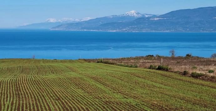 A Maierato un evento sull’iter di valorizzazione della Rosìa, il grano antico coltivato nelle campagne vibonesi