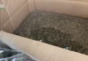 Vibonese sorpreso in auto sull’A2 con 8 chili di marijuana: lo stupefacente scoperto grazie ai segnali lanciati dal cane antidroga