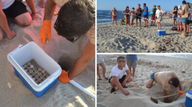 Le tartarughe Caretta caretta scelgono ancora le spiagge vibonesi: trovato un nuovo nido a Parghelia